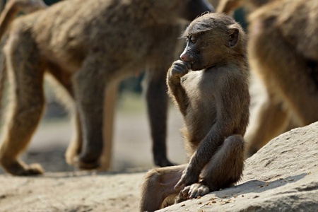 A juvenile monkey sitting on the ground in a zooの写真素材