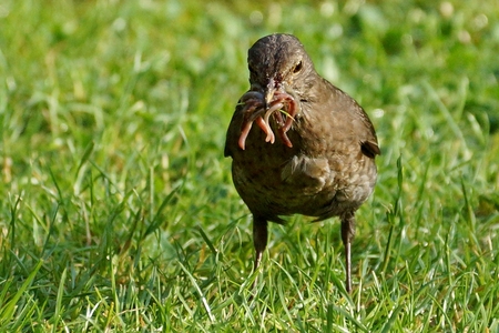 foraging