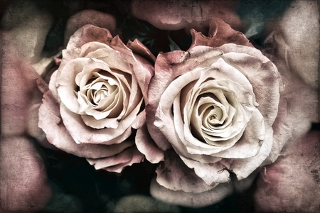 2 roses vintageの写真素材