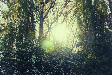 Light in the forestの写真素材
