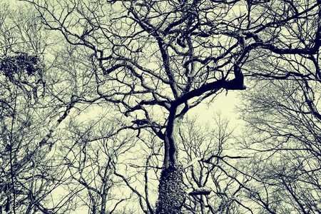 Old treesの写真素材