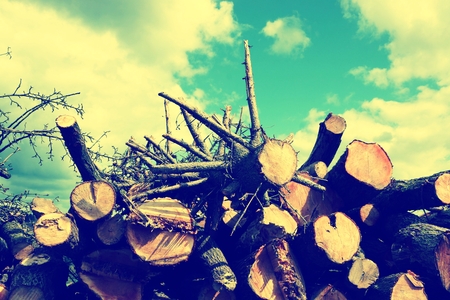 Wood and skyの写真素材