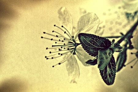 Vintage flowerの写真素材