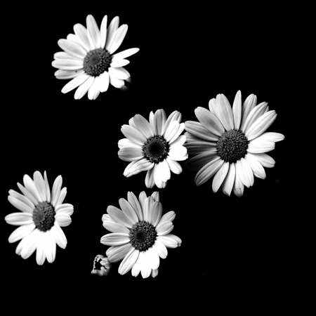 margarites black and whiteの写真素材