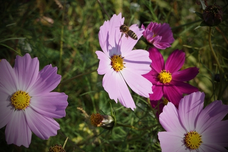 floral splendorの写真素材