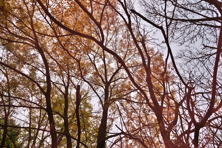 Trees in the fallの写真素材