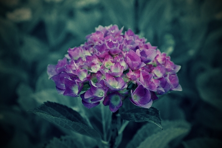 hydrangea