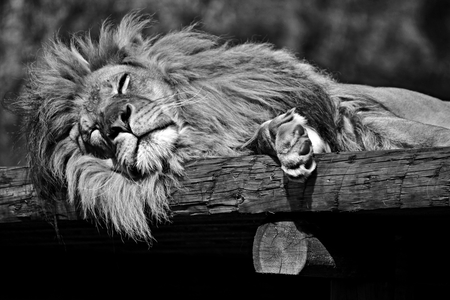 lion sleeping black and whiteの写真素材