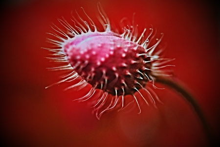 Mysterious plansの写真素材