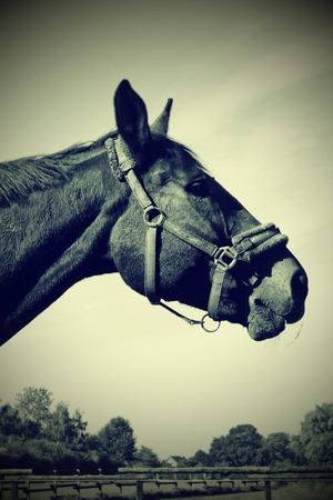 Proud stallion in retro styleの写真素材