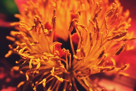 Flower macro yellowの写真素材
