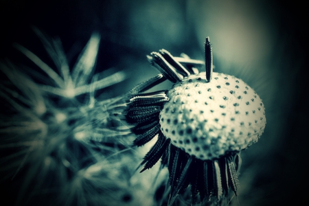 Pusteblume close upの写真素材