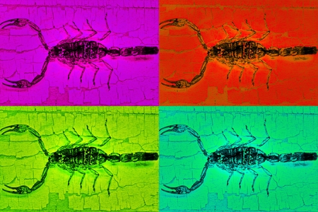 dyed scorpionsの写真素材