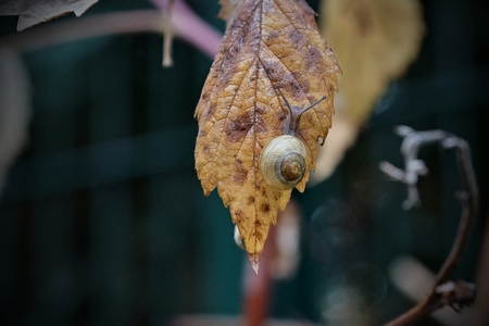 Snail on autumn leafの写真素材