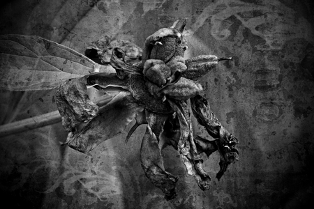 Wilted plant black and whiteの写真素材