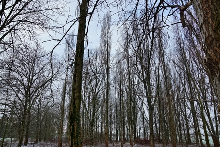 Pure nature