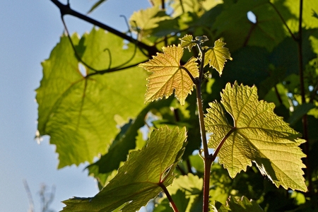 Vine leavesの写真素材