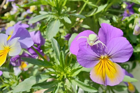 Crab spider on violets