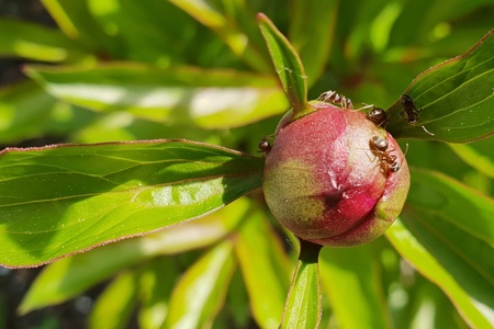 Ants on peonyの写真素材