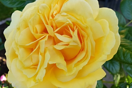 Yellow roseの写真素材