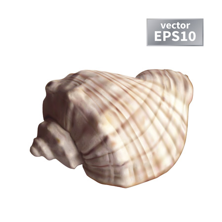 Realistic sea shell. Isolated on a white background. Vector illustrationのイラスト素材