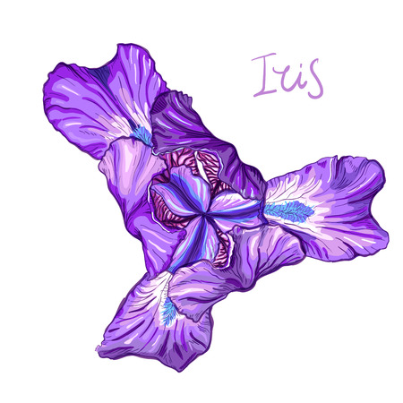 Purple Iris flower on a white background. Hand drawn sketch. Template, design element for the floral composition.のイラスト素材