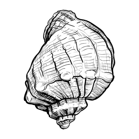 Handdrawn sketch of a seashell isolated on a white backgroundのイラスト素材
