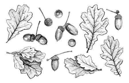 Set of different hand drawn oak leaves and acorns. Vector illustration in sketch style, botanical design elements isolated on a white backgroundのイラスト素材