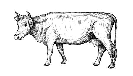 Hand-drawn vector illustration of a cow isolated on a white background. Side view. Animal husbandry. Black and white sketchのイラスト素材