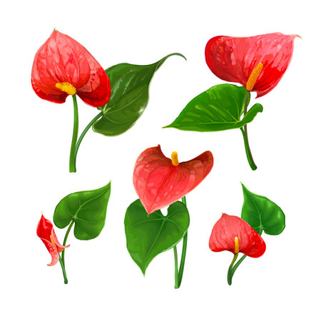 A set of different Anthurium flowers with leaves isolated on a white background. Bright red buds. Vector botanical illustration. Exotic tropical elements for design wedding invitations, cardsのイラスト素材