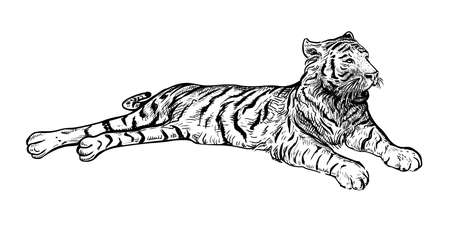 Hand drawn black and white sketch of Tiger. Wild animal. Tiger is a symbol of the 2022 Chinese New Year. Holiday vector illustration of Zodiac Sign of tiger for greeting card, flyer, banner, calendarのイラスト素材