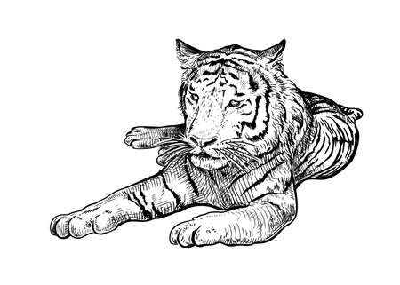 Hand drawn black and white sketch of Tiger. Wild animal. Tiger is a symbol of the 2022 Chinese New Year. Holiday vector illustration of Zodiac Sign of tiger for greeting card, flyer, banner, calendarのイラスト素材