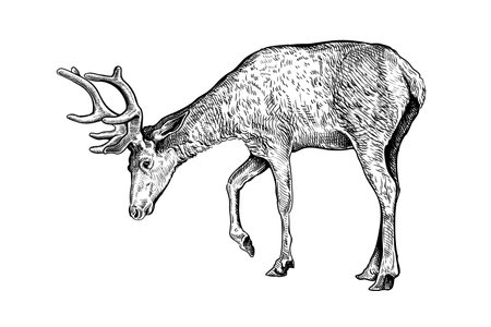 Hand drawn black ink sketch of Deer isolated on white background. Vector illustration of wild stag. Vintage engrave of deerのイラスト素材