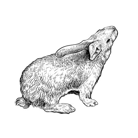 Hand drawn black ink sketch of Rabbit isolated on white background. Vector illustration of Rabbit - symbol of 2023 Chinese New Year. Vintage engrave of Hare. Cute Easter Bunnyのイラスト素材