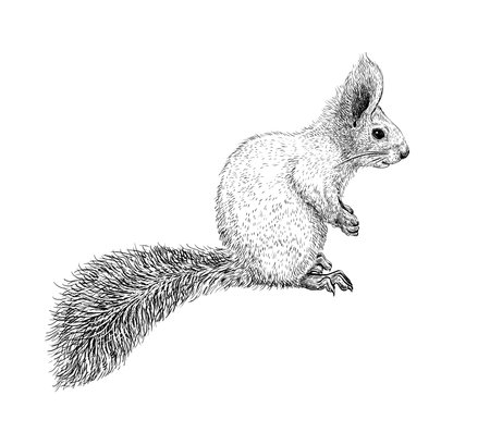 Hand drawn black ink sketch of Squirrel isolated on white background. Vector illustration of forest animal. Vintage engrave of Squirrelのイラスト素材