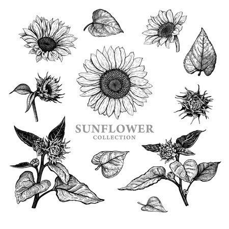 Set of hand drawn luxurious Sunflowers. Vector illustration of plant elements for floral design. Black and white sketch of wildflowers isolated on a white background. Beautiful bouquet of Helianthusのイラスト素材