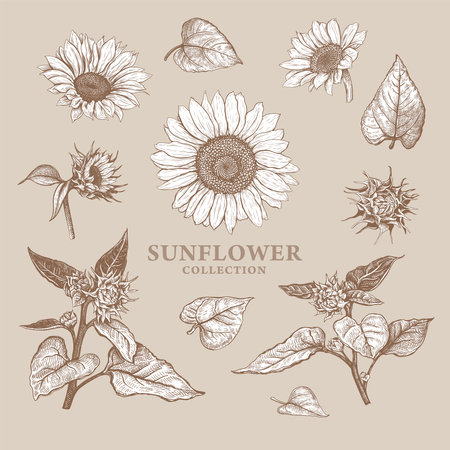 Set of hand drawn luxurious Sunflowers. Vector illustration of plant elements for floral design. Sepia sketch of wildflowers isolated on a beige background. Beautiful bouquet of Helianthusのイラスト素材