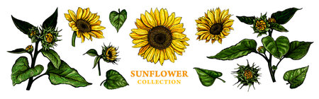 Set of hand drawn luxurious Sunflowers. Vector illustration of plant elements for floral design.Colored sketch of wildflowers isolated on a white background. Beautiful bouquet of Helianthusのイラスト素材