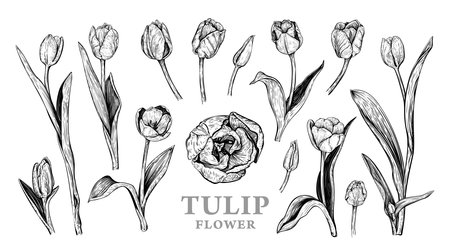 Set of hand drawn Spring Tulip flowers. Vector illustration of plant elements for floral design. Black and white realistic botanical sketch isolated on a white background. Beautiful bouquet of Tulipsのイラスト素材
