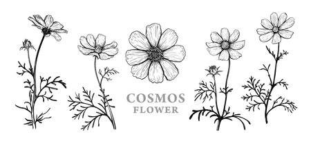 Set of hand drawn luxurious Cosmos flowers. Vector illustration of plant elements for floral design. Black and white sketch isolated on a white background. Beautiful bouquet of Cosmos flowersのイラスト素材