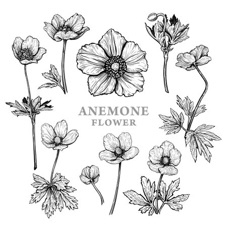 Set of hand drawn Anemone flowers or windflower. Vector illustration of plant elements for floral design. Black and white sketch isolated on a white background. Beautiful bouquet of Anemone sylvestrisのイラスト素材