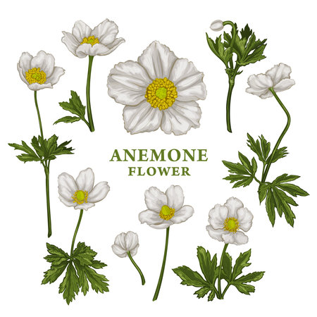 Set of hand drawn Anemone flower or wildflower. Vector illustration of plant elements for floral design. Colored sketch of flowers isolated on a white background. Beauty bouquet of Anemone sylvestrisのイラスト素材