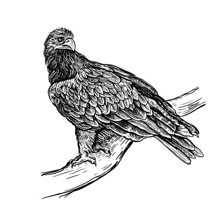 A hand-drawn sketch of a golden eagle isolated on a white background. A wild steppe bird is sitting on a branch. Vector linear drawing in the style of engravingのイラスト素材