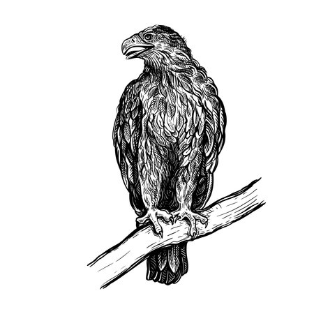 A hand-drawn sketch of a golden eagle isolated on a white background. A wild steppe bird is sitting on a branch. Vector linear drawing in the style of engravingのイラスト素材