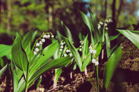 Bubbles flower in Misty forest at majestic sunrise evening. Convallaria majalis and tree covered with moss vintage effect lookの写真素材
