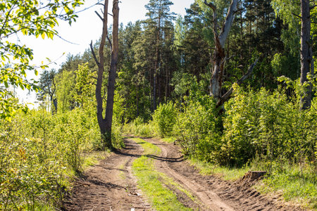 Small  forest road with mistry trees along the edges. Mystically wood road.の写真素材
