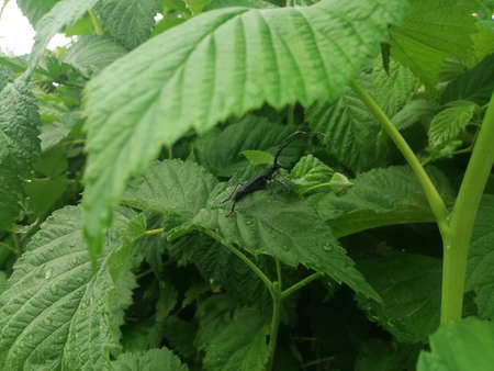 The large oak barbel is a beetle-winged insect that belongs to the barbel family. This species is of Mediterranean origin.の写真素材