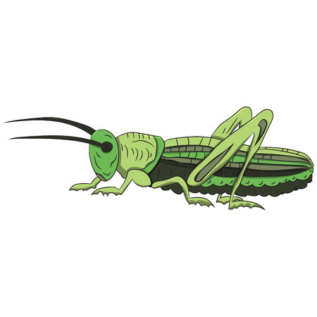 Green grasshopper on a white background. vector illustration. Hand drawing.のイラスト素材