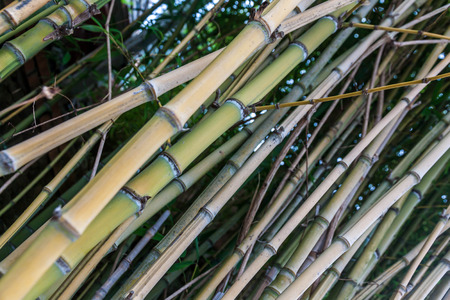 Bamboo is a tribe of flowering perennial evergreen plants in the grass family Poaceaeの写真素材