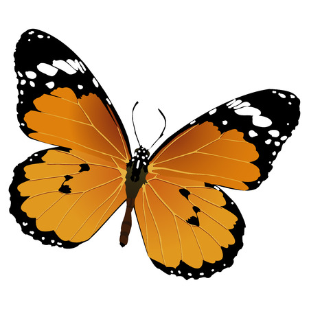 Flying butterflyのイラスト素材